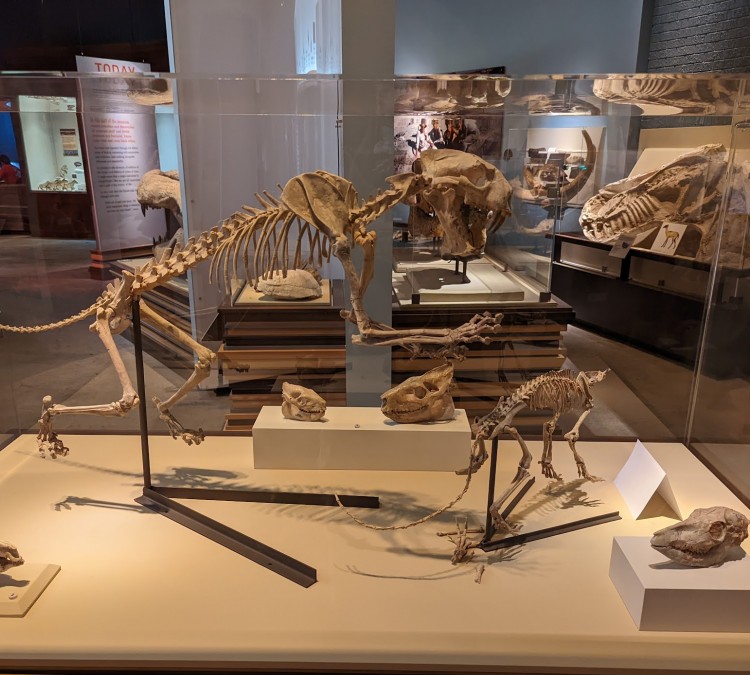 Raymond M. Alf Museum of Paleontology (Claremont,&nbspCA)
